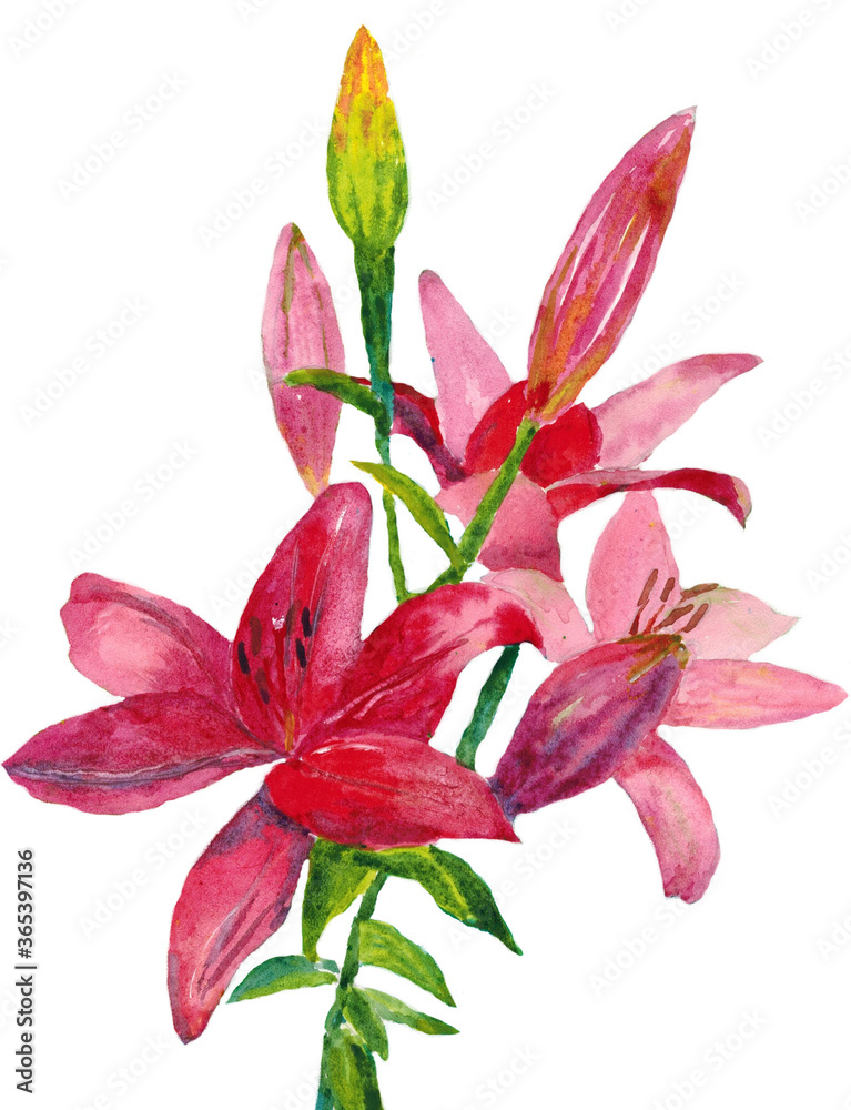 Bright pink lily flower on a white background, painted with watercolor.