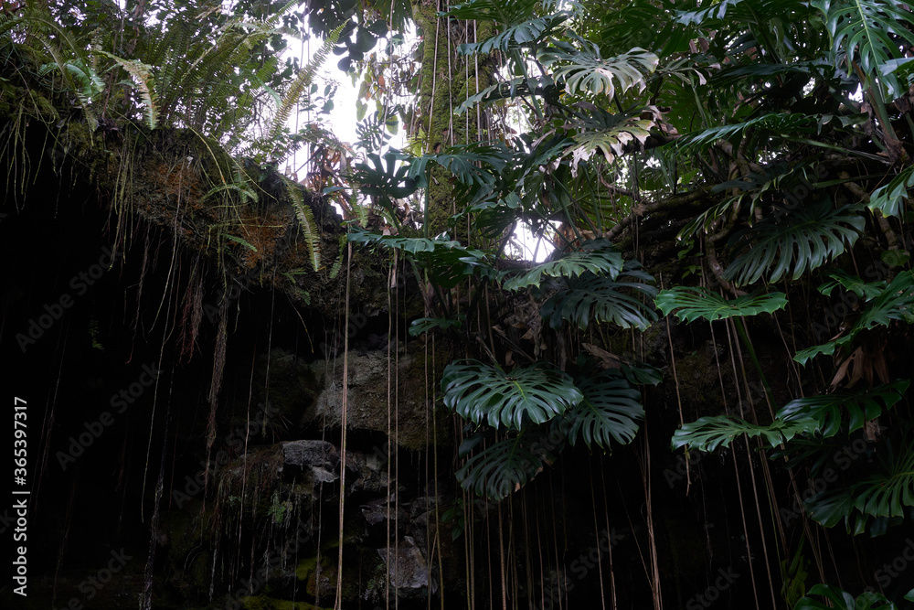 Naklejka premium Lush tropical foliage at the entrance of Kaumana Caves, a massive 1881 lava tube cave formed by Mauna Loa on the Island of Hawai'i.