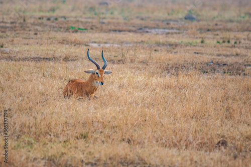 antelope in the wild