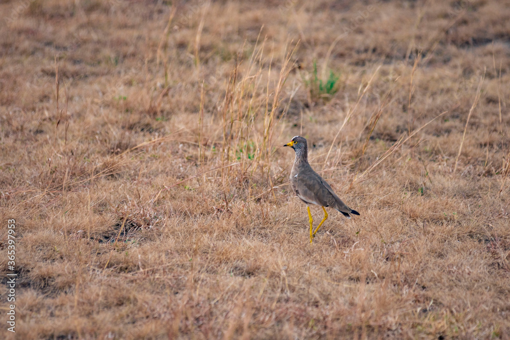 Obraz premium blue footed bird