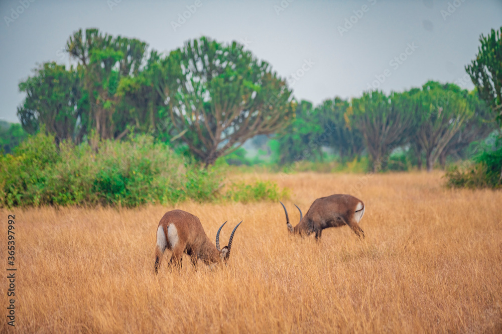 Naklejka premium antelope in the wild