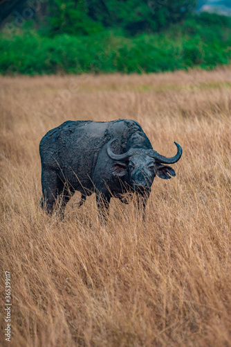 buffalo in the savannah