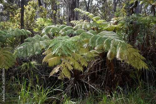 Close up of the Hāpuʻu (Cibotium menziesii) or Hawaiian tree fern in a tropical rainforest on the Big Island in Hawaii. photo
