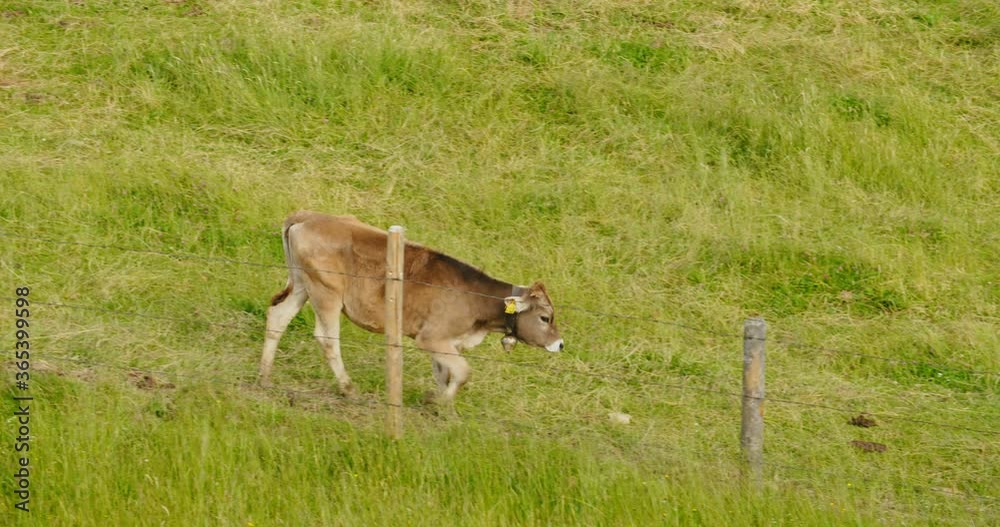 Tracking shot of a cow walking down a fenced mountain hill in the Alps. Tracking shot of a cow walking down a fenced mountain hill in the Alps.