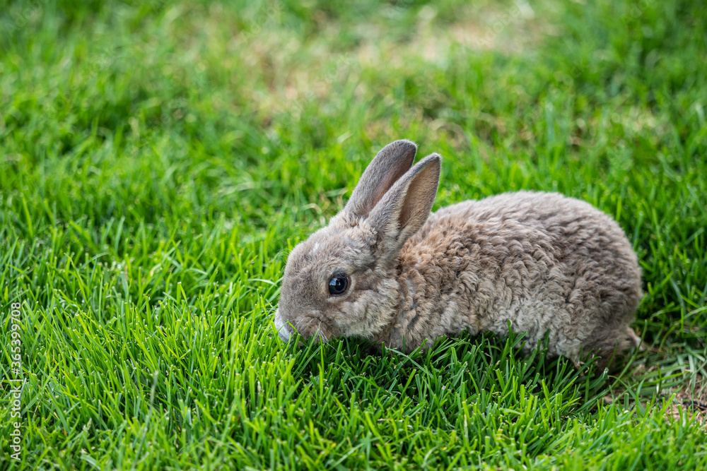 close up of an adorable young bunny with curled fur eating on green grass field close up of an adorable young bunny with curled fur eating on green grass field