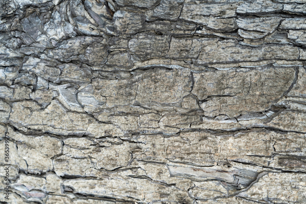 Background texture of tree bark. Skin the bark of a tree that traces cracking Background texture of tree bark. Skin the bark of a tree that traces cracking