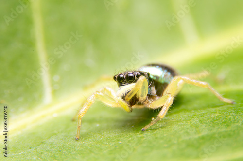 Close up of black spider on green leaf in the forest. The jumping spider with green background.
