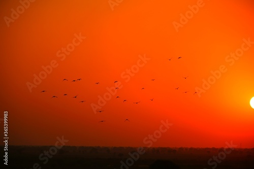 Domestic pigeons / feral pigeon (Gujarat - India) flock in flight against blue sky