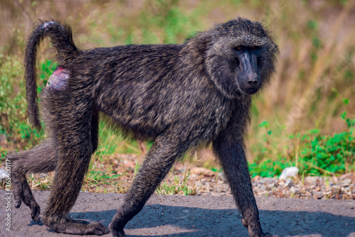 Baboon on the road side 