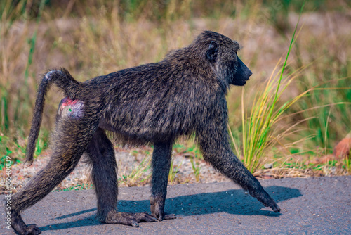 Baboon on the road side 