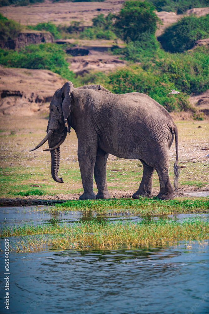 Fototapeta premium elephant