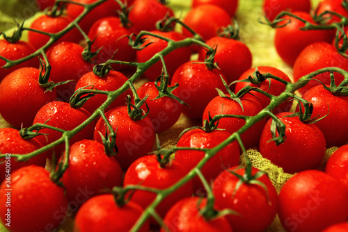 A few trusses of red wet cherry tomatoes on green gauze background. © Grigoriy