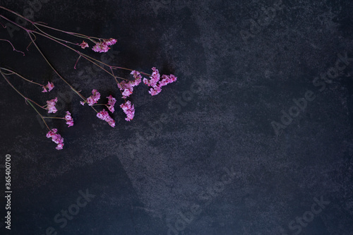 Pink flowers on a dark background with copy space