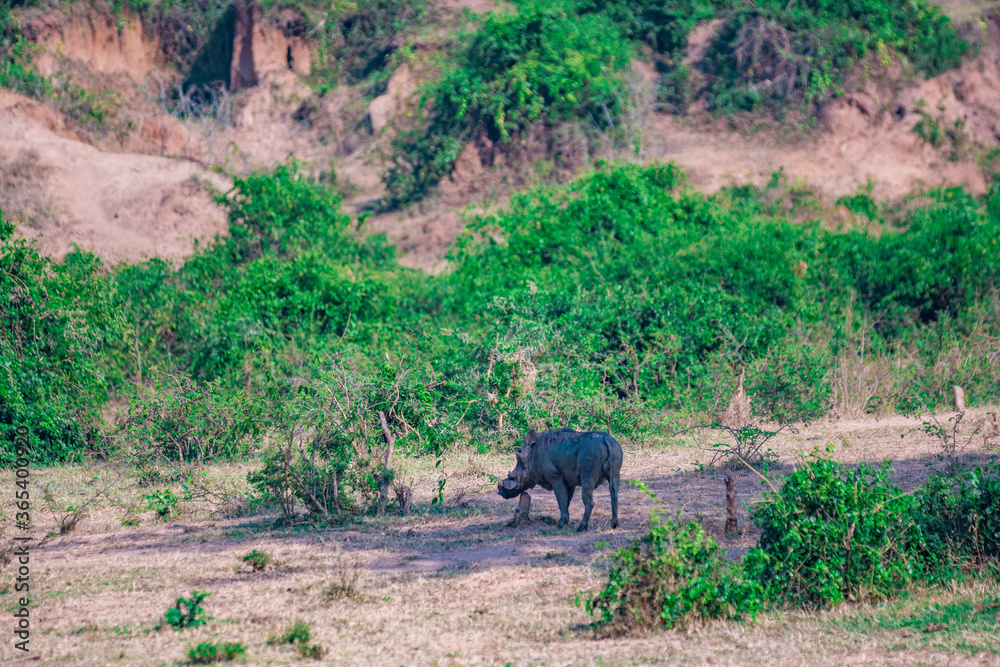 warthog in the wild warthog in the wild