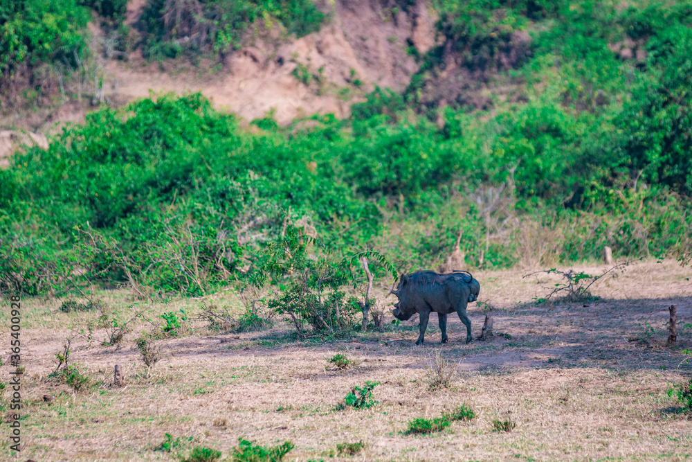 warthog in the wild warthog in the wild