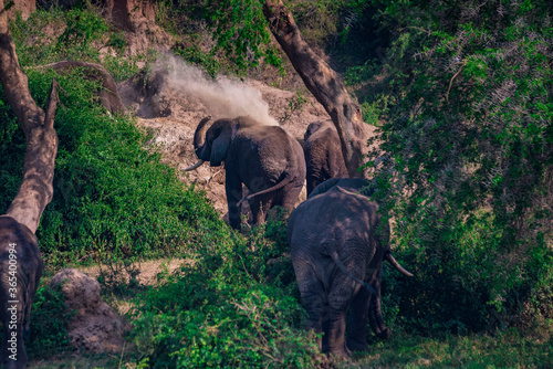 Photography elephants in the wild