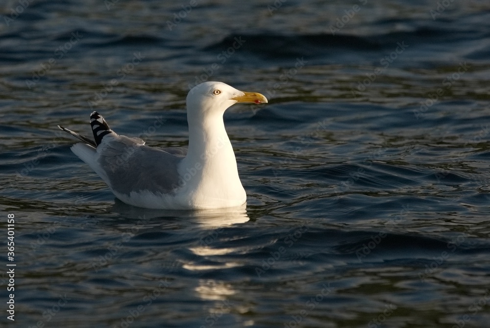 seagull on the blue sea surface