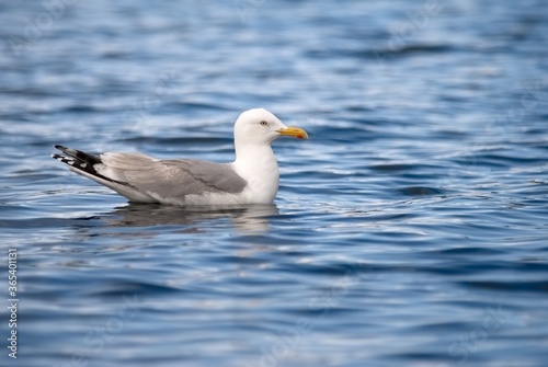 seagull on the blue sea surface