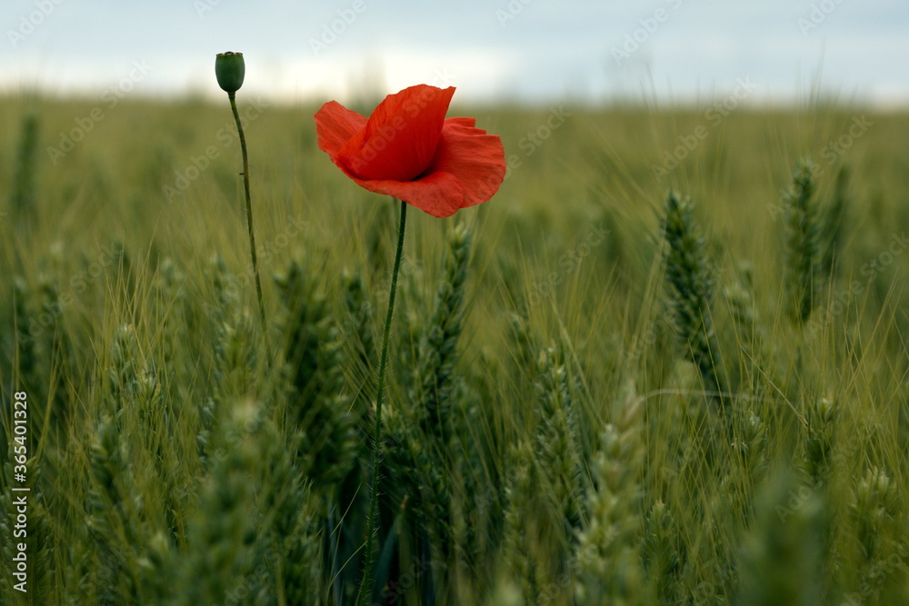 herbal plant with red flowers growing in a field herbal plant with red flowers growing in a field
