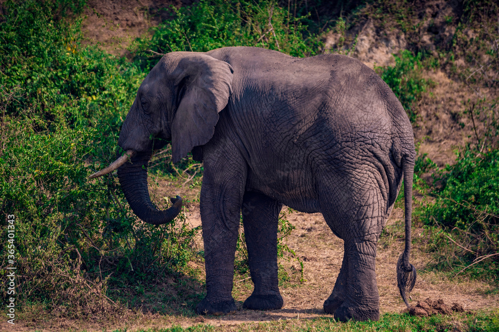 Fototapeta premium elephant