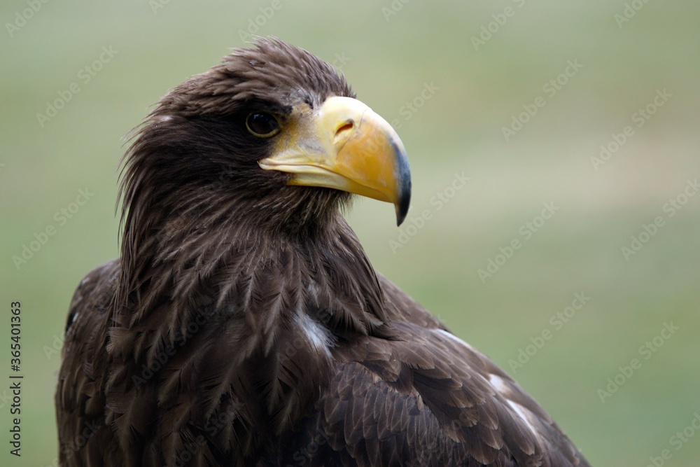 golden eagle sitting and waiting for prey golden eagle sitting and waiting for prey