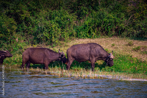 buffalo in the river