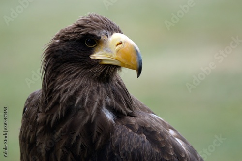 golden eagle sitting and waiting for prey