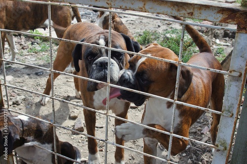 Two boxer dogs behind a wire fence