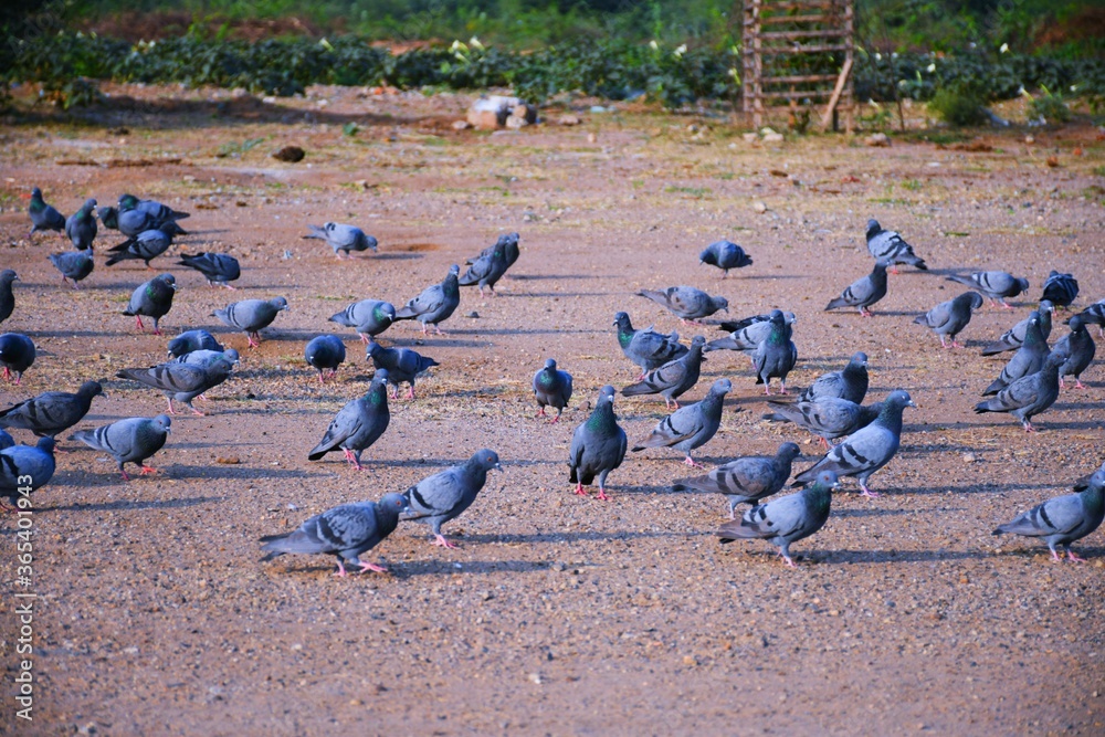 Fototapeta premium Domestic pigeons / feral pigeon (Gujarat - India) flock in flight against blue sky