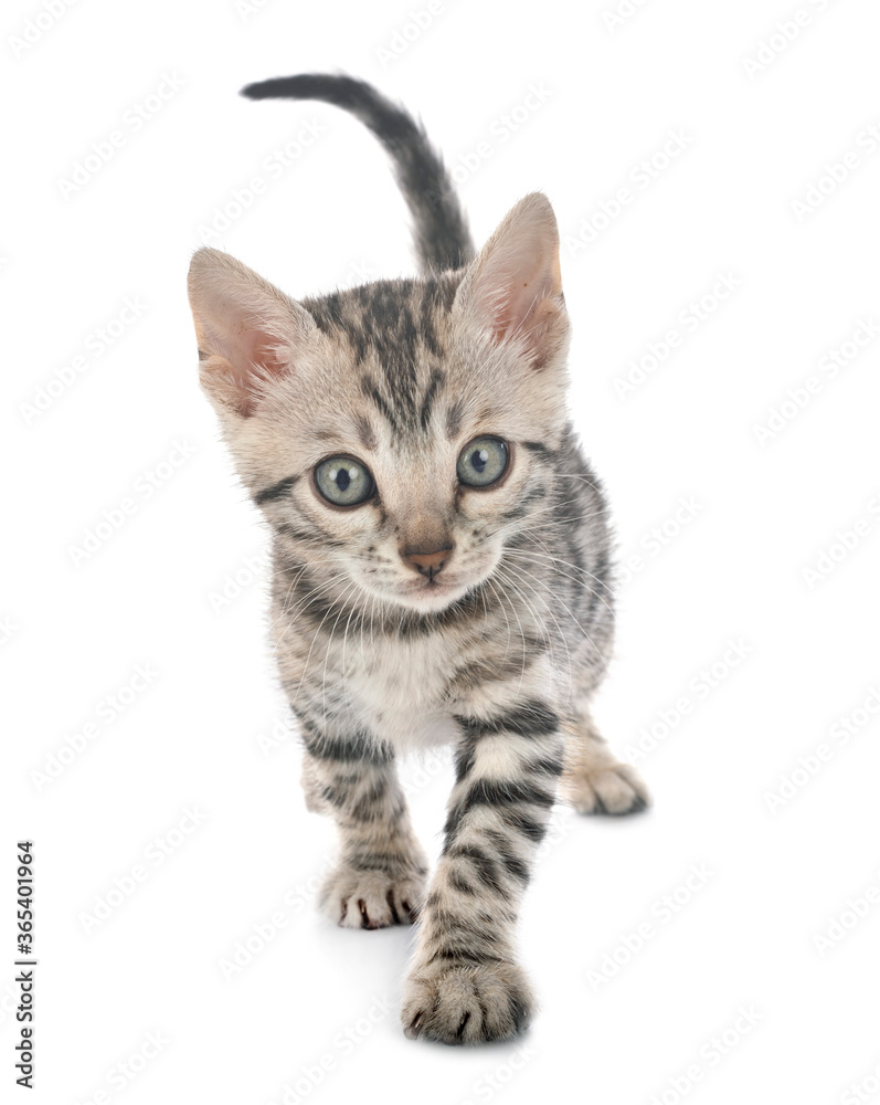 Naklejka premium bengal kitten in studio