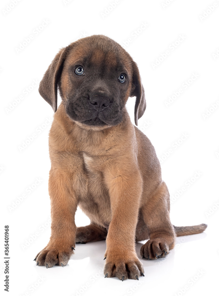 puppy cane corso