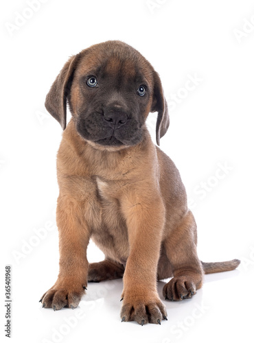 puppy cane corso