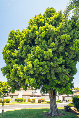 Podocarpus tree, a beautiful tall evergreen tree on the street in California