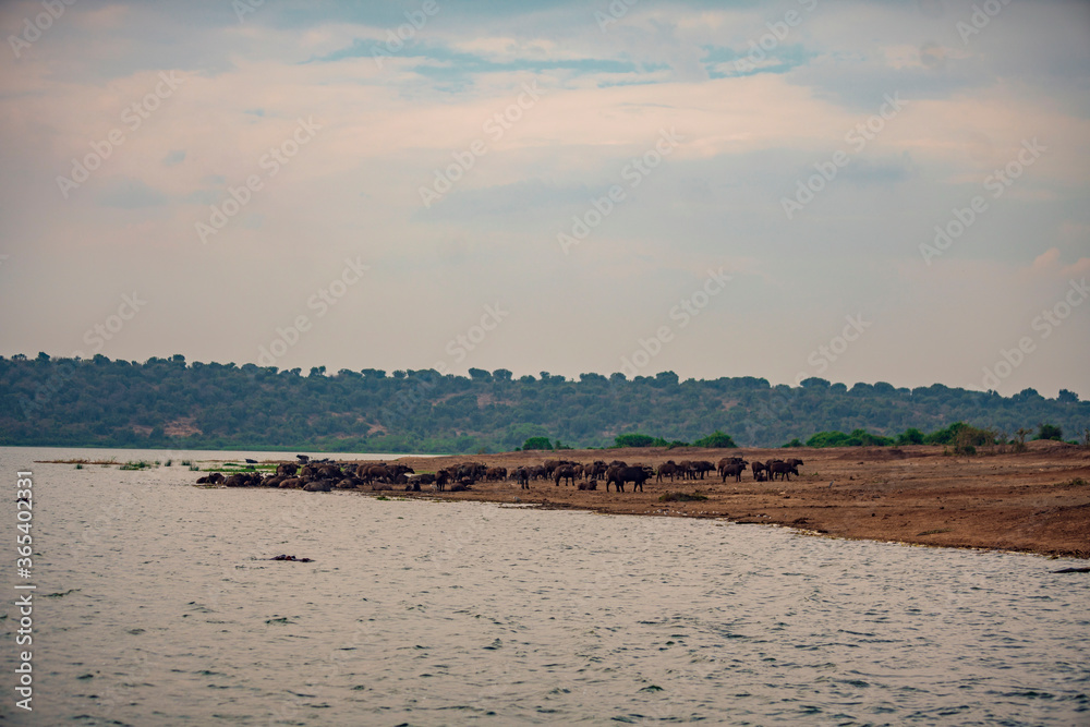 buffalo on the river banks