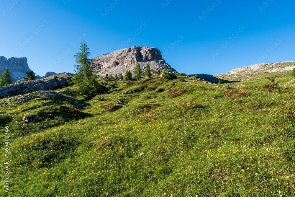 Alps wild nature, blossoming meadow in Dolomiti glacier, ideal for wallpaper or nature calendar Alps wild nature, blossoming meadow in Dolomiti glacier, ideal for wallpaper or nature calendar