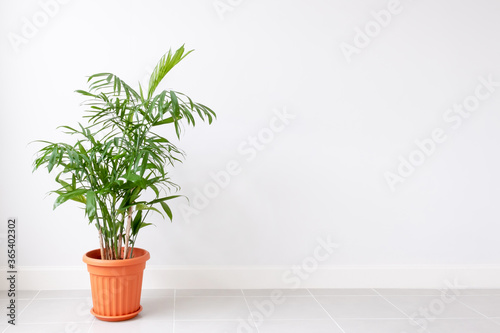 Green Bamboo Plant in a pot on a white wall,Decor in living room with empty space.