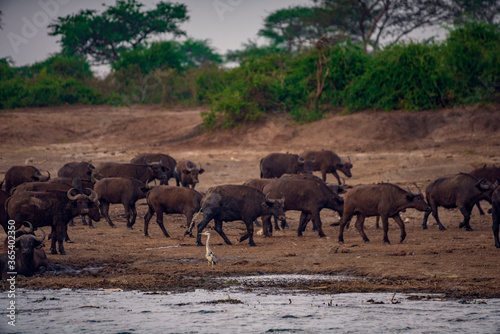 buffalo in the field