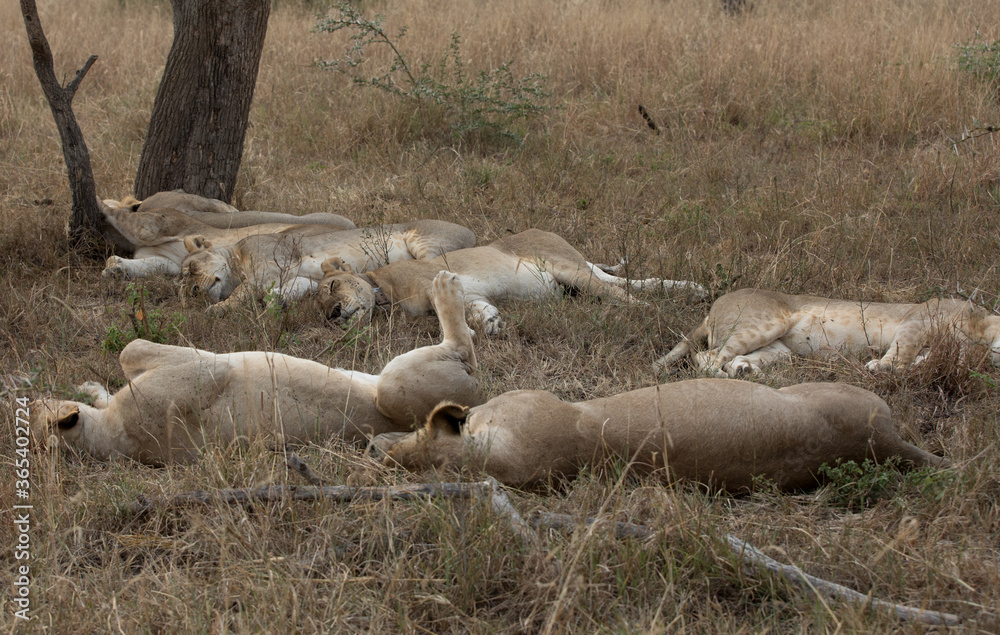 Lions resting in the afternoon heat. Tanzania. Lions resting in the afternoon heat. Tanzania.
