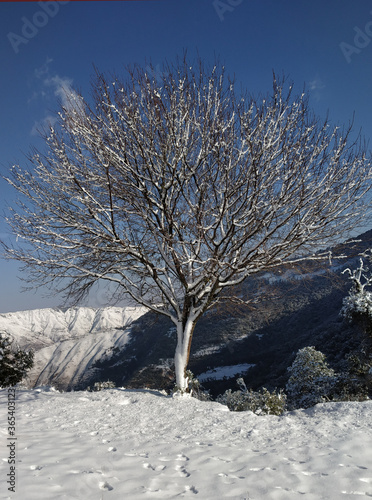 tree in snow