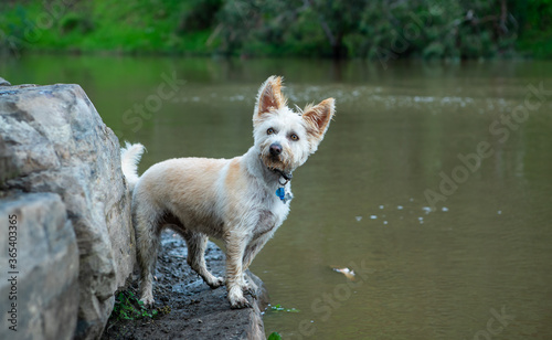 West Highland White Terrier cross stood next to Yarra River at Yarra Bend Park in Melbourne, Australia photo
