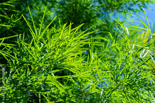 Fototapeta Naklejka Na Ścianę i Meble -  Fresh bamboo leaves with blur background