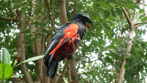 Pesquet's parrot (Psittrichas fulgidus) sitting on the branch of tree. Parrot with red wings and black neck and tail. It is endemic to hill and montane rainforest in New Guinea photo