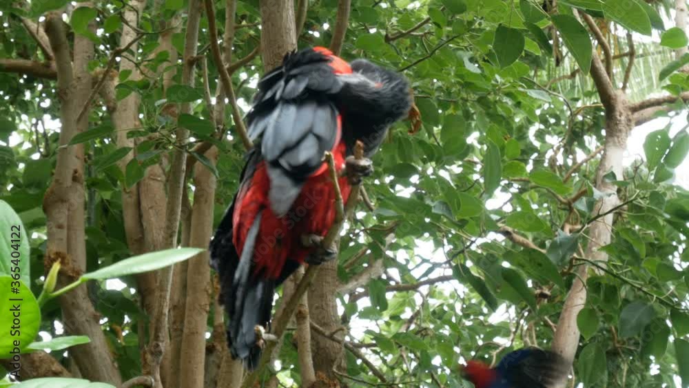 custom made wallpaper toronto digitalPesquet's parrot (Psittrichas fulgidus) sitting on the branch of tree. Parrot with red wings and black neck and tail. It is endemic to hill and montane rainforest in New Guinea