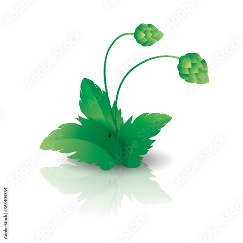 green hops