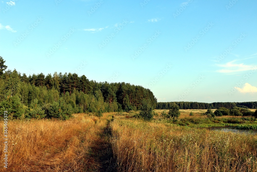Forest-steppe of Belarus in summer on a sunny day
