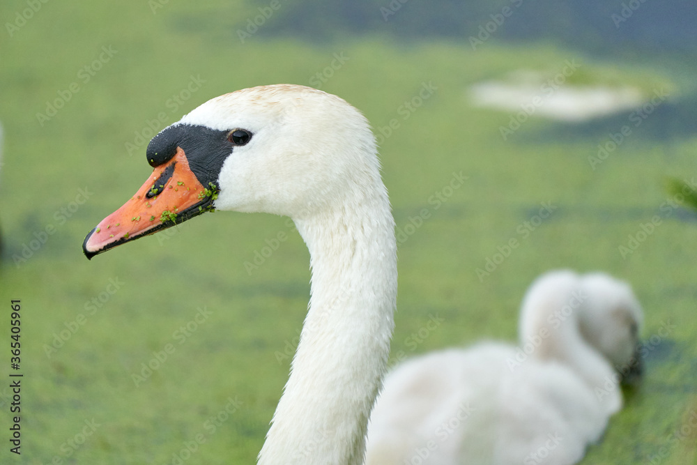 One white swan with orange beak, swim in a pond. Swan duck in backgound. Head and neck only. Duckweed floats in the water