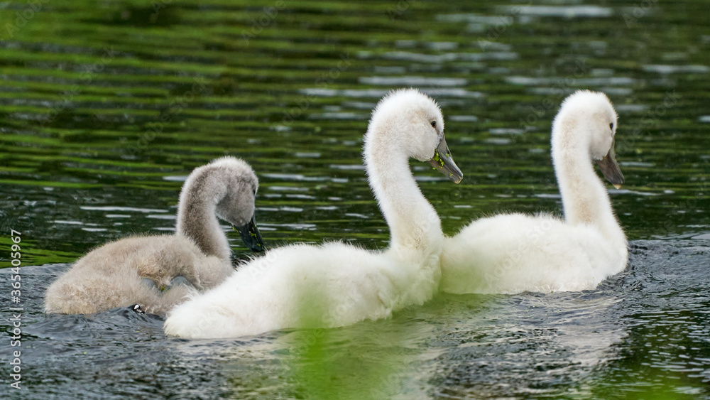 Panorama of baby swans, the little chicks swimming in a pond. white and grey colored. Duckweed floats in the water Panorama of baby swans, the little chicks swimming in a pond. white and grey colored. Duckweed floats in the water