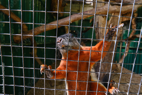 A Prevost squirrel that climbs high against the mesh photo
