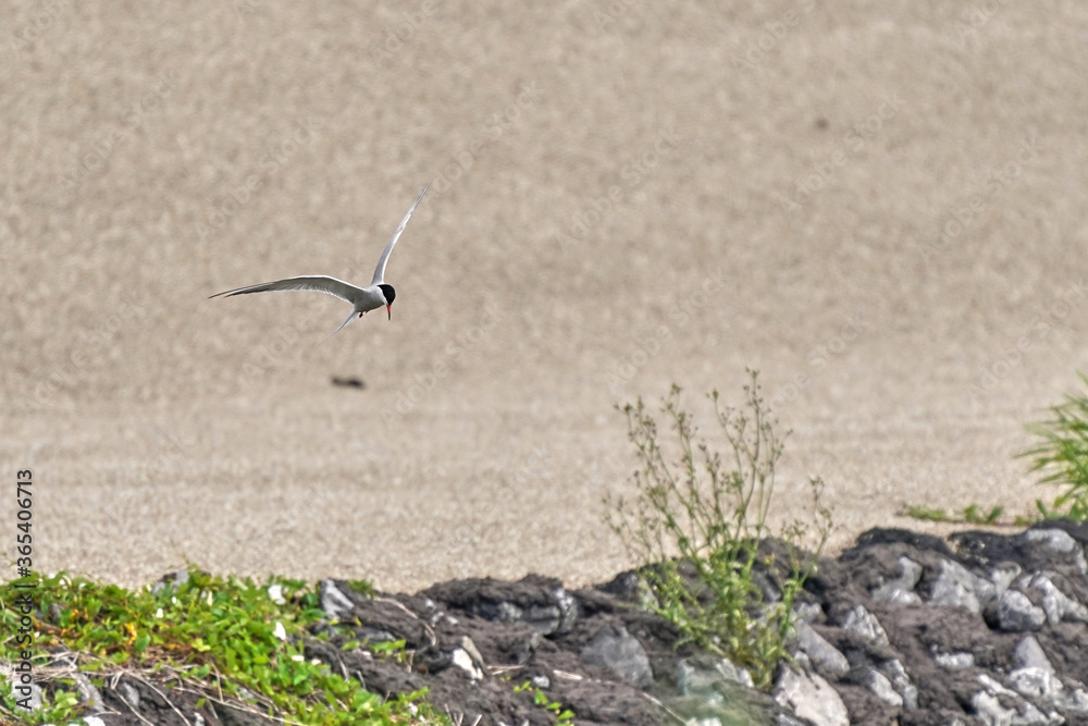 Black-headed gull in flight, against brown background. Front view Black-headed gull in flight, against brown background. Front view
