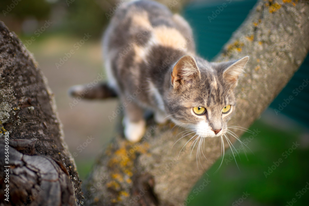 Cute ash kitty on a bare tree trunk.